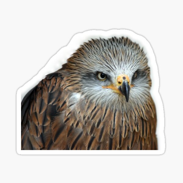 Red Kite Sticker