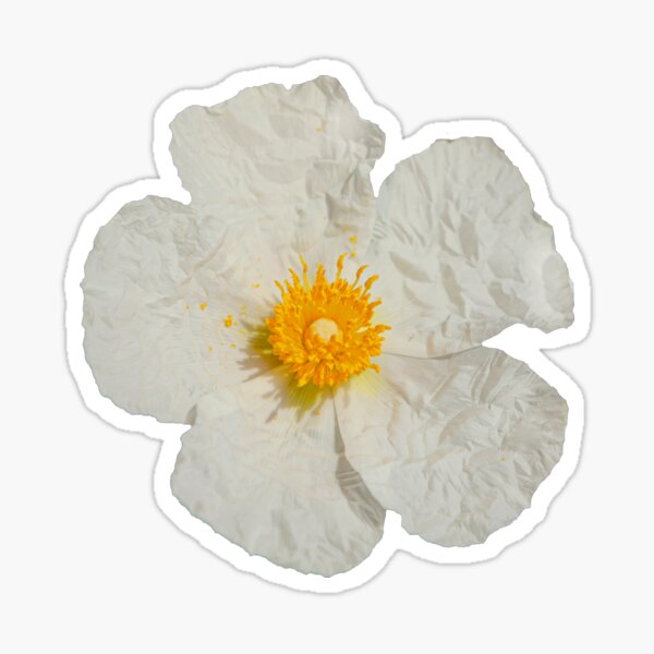 Item preview, White Cistus flower designed and sold by OwlOccasions.