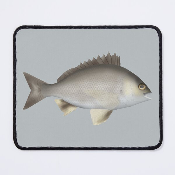 Item preview, Black Bream designed and sold by fishfolkart.