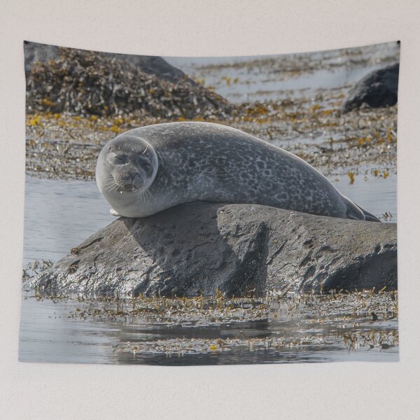 Item preview, Relaxed Seal Resting on a Coastal Rock designed and sold by Kristvin Gudmundsson.