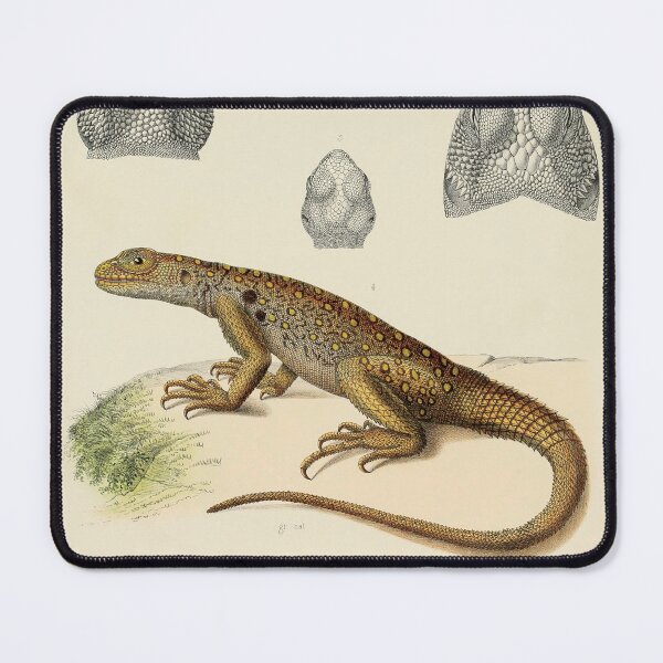 Item preview, Vintage Scientific Illustration of Lizards - 19th Century Natural History Print designed and sold by InnerCitadel.