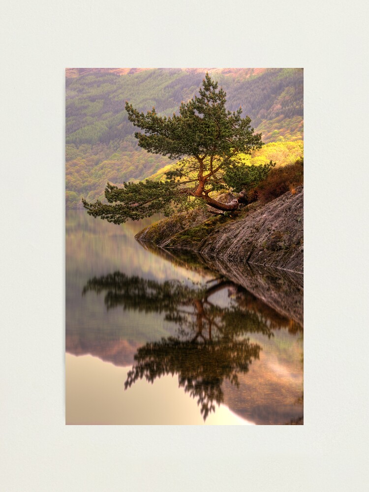 Alternate view of The Rowardennan Bonsai Photographic Print