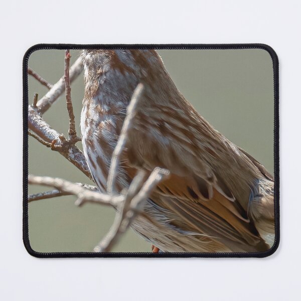Item preview, Song Sparrow standing on branch designed and sold by Cblifeisgood.