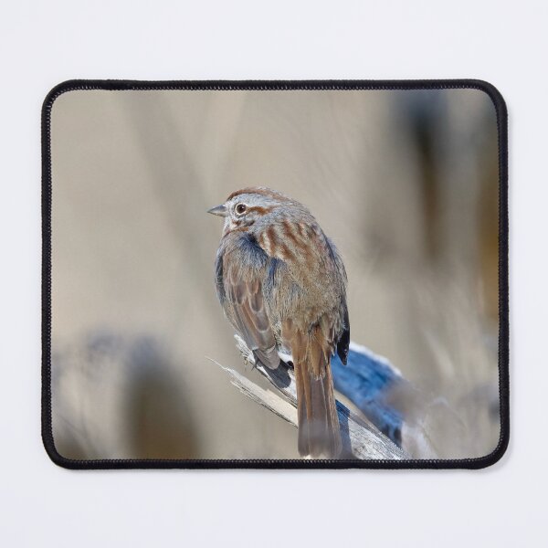 Item preview, Song sparrow sitting in sun designed and sold by Cblifeisgood.