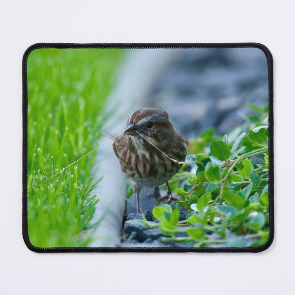 Item preview, Song Sparrow with a blade of grass designed and sold by Cblifeisgood.
