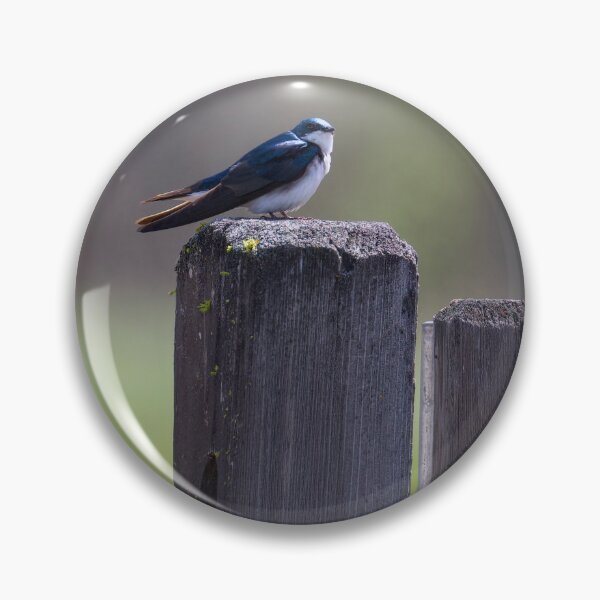 Item preview, Swallow on fence designed and sold by Cblifeisgood.