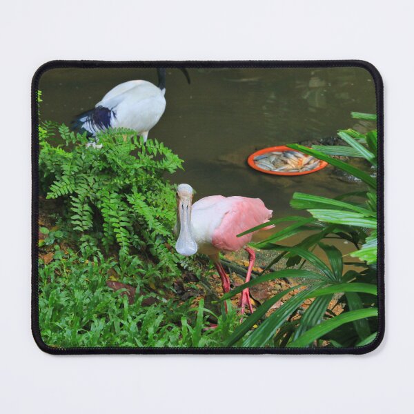 Item preview, Roseate spoonbill at the zoo designed and sold by FranWest.