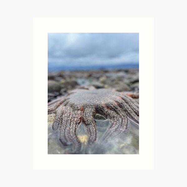 Item preview, Sunflower Seastar in Southeast Alaska designed and sold by AutumnCurry.