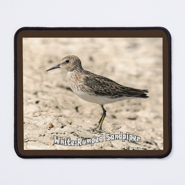 Item preview, White-rumped Sandpiper designed and sold by CarolM.