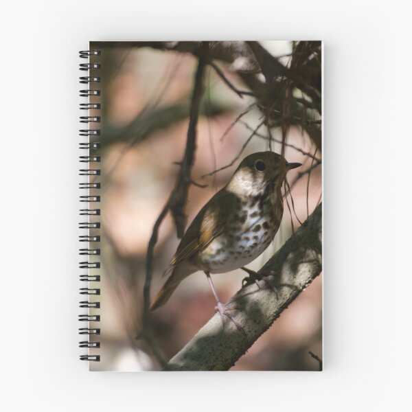 Item preview, Shy Hermit Thrush designed and sold by CretaceousCreatures.