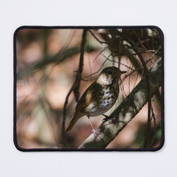 Item preview, Shy Hermit Thrush designed and sold by CretaceousCreatures.