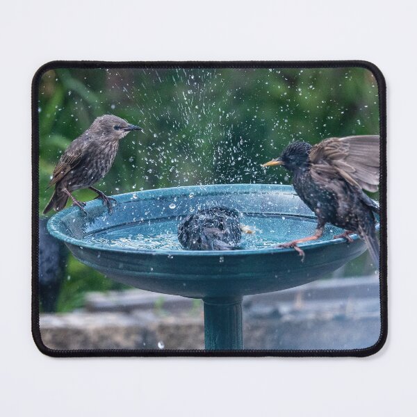 Item preview, Birds splashing around in a bird bath designed and sold by David Patterson.