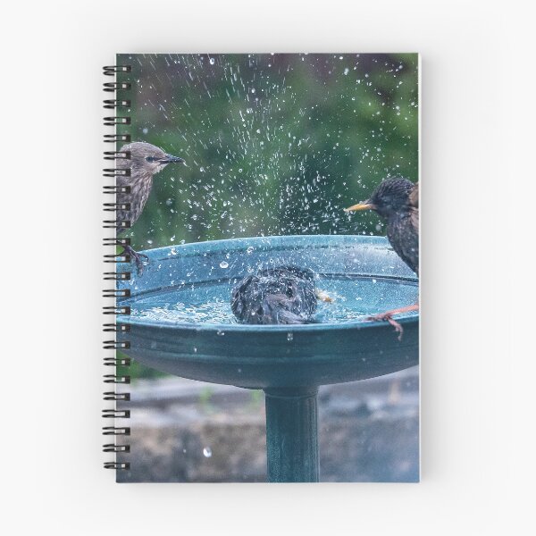 Item preview, Birds splashing around in a bird bath designed and sold by David Patterson.