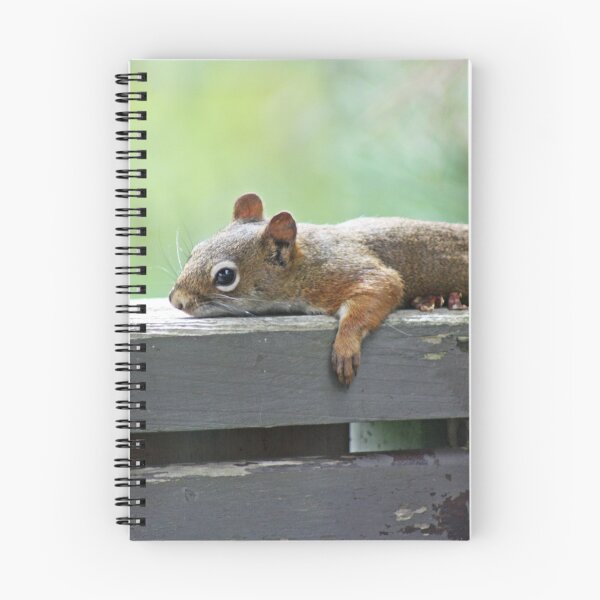 Item preview, Sunbathing Serenity: Squirrel's Relaxing Retreat designed and sold by Tasharoni.