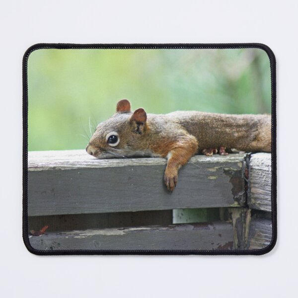 Item preview, Sunbathing Serenity: Squirrel's Relaxing Retreat designed and sold by Tasharoni.