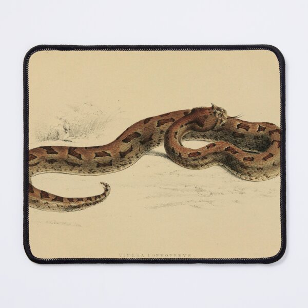 Item preview, Vintage Viper Scientific Illustration Venomous Snake designed and sold by InnerCitadel.