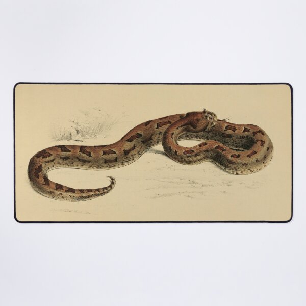 Item preview, Vintage Viper Scientific Illustration Venomous Snake designed and sold by InnerCitadel.