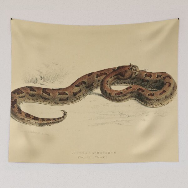 Item preview, Vintage Viper Scientific Illustration Venomous Snake designed and sold by InnerCitadel.