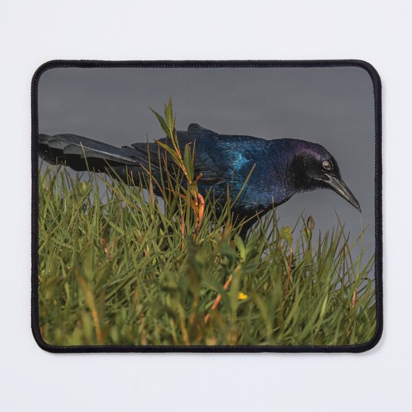 Item preview, Blackbird singing in the dead of Night designed and sold by Your search is over, it’s here! .