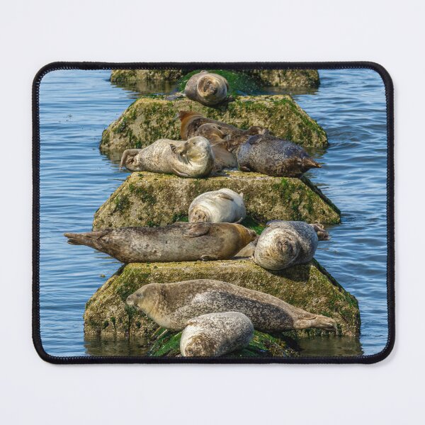 Item preview, Seals Basking on a Pipe designed and sold by Lakadaisy.
