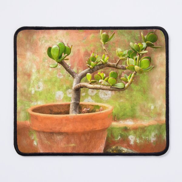 Item preview, Jade Plant Crassula Variegata X100 designed and sold by RichFrancoCars.