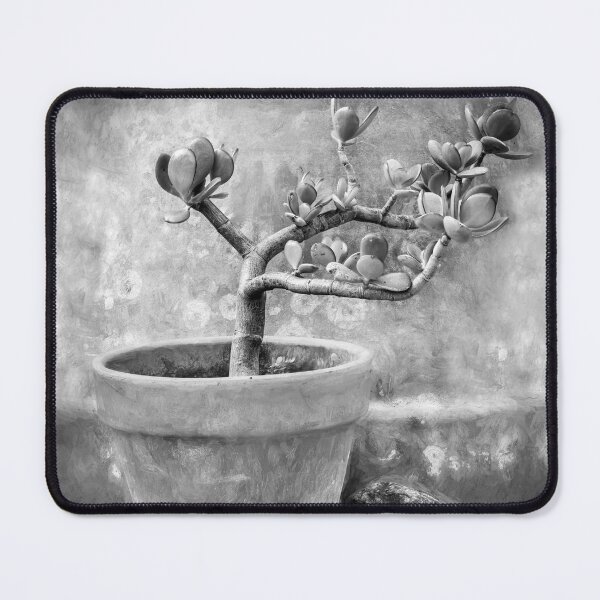 Item preview, Jade Plant Crassula Variegata X101 designed and sold by RichFrancoCars.
