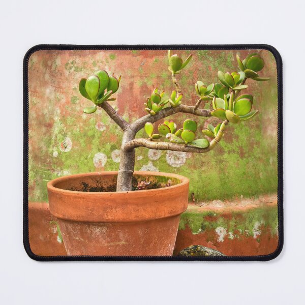Item preview, Jade Plant Crassula Variegata X102 designed and sold by RichFrancoCars.