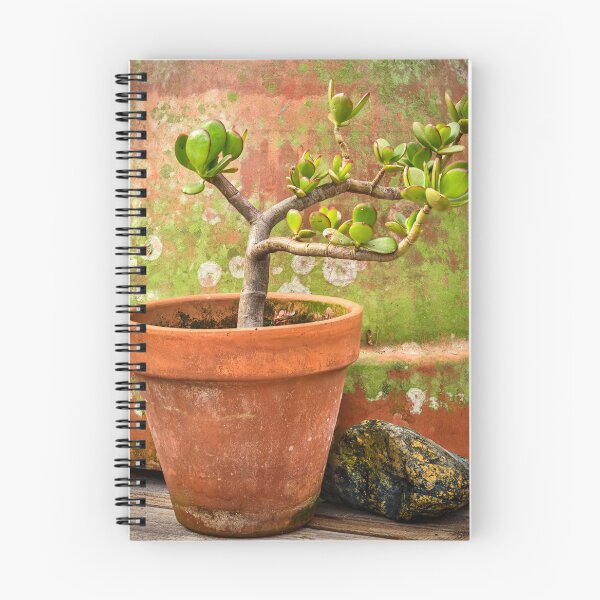 Item preview, Jade Plant Crassula Variegata X102 designed and sold by RichFrancoCars.
