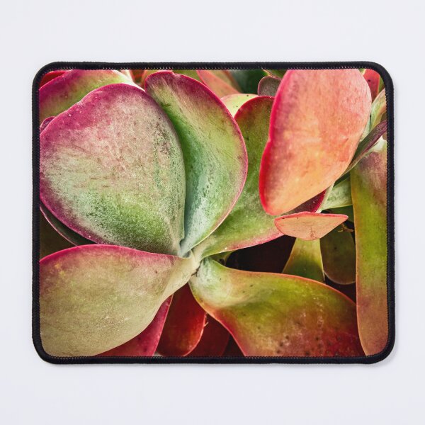 Item preview, Flapjack Plant Kalanchoe X102 designed and sold by RichFrancoCars.