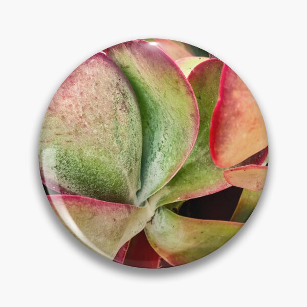 Item preview, Flapjack Plant Kalanchoe X102 designed and sold by RichFrancoCars.