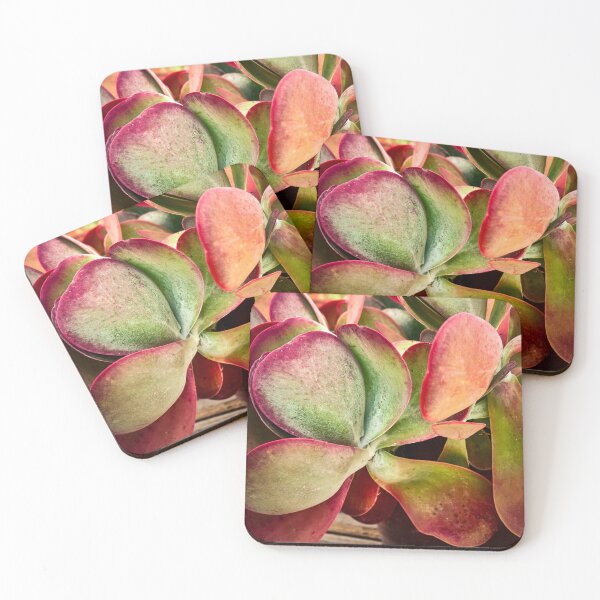 Item preview, Flapjack Plant Kalanchoe X102 designed and sold by RichFrancoCars.