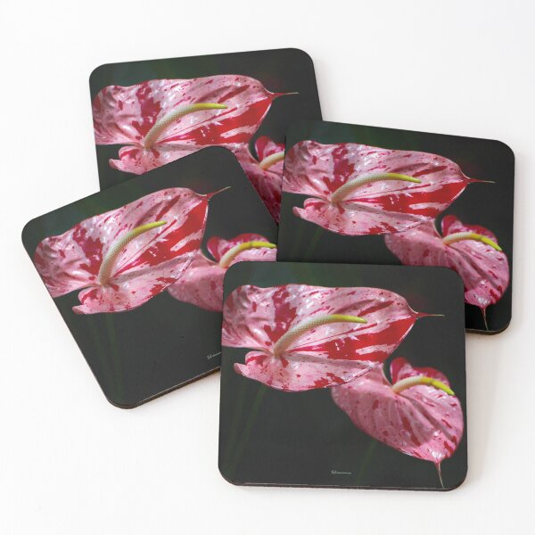 Item preview, Variegated Anthurium designed and sold by RocDrAdventures.