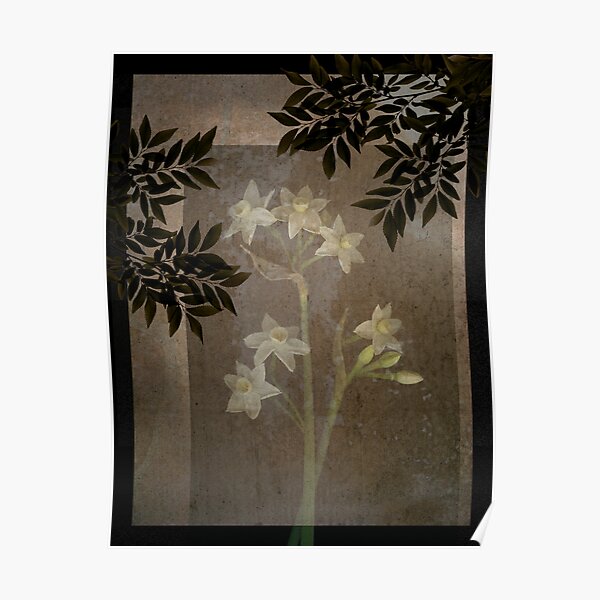 Narcissus Silhouettes Poster