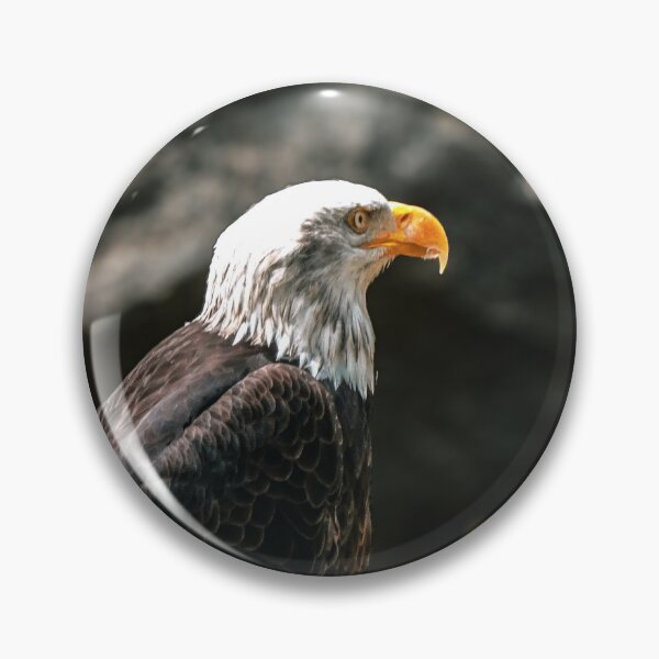 Item preview, Bald Headed Eagle, close up shot with blurred background designed and sold by Velvet Photos.