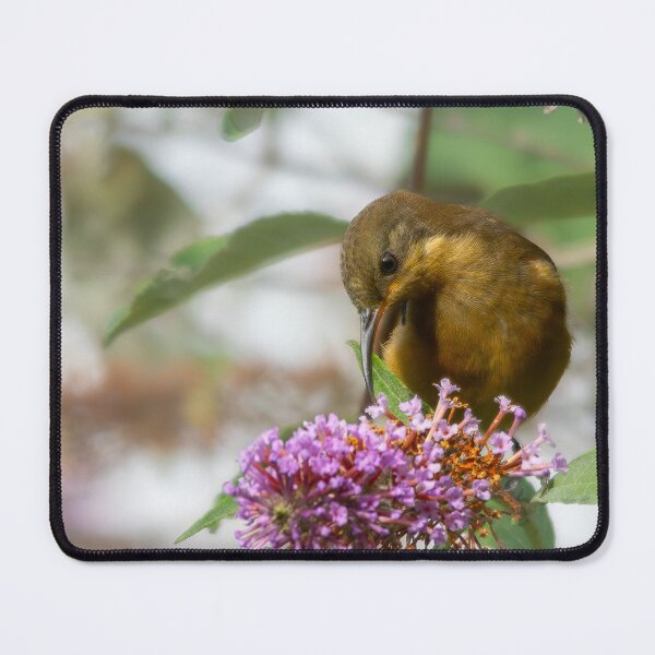 Item preview, Eastern Spinebill designed and sold by DeborahMcGrath.