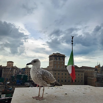 Artwork thumbnail, Seagull's View Over Rome by World-Shop25