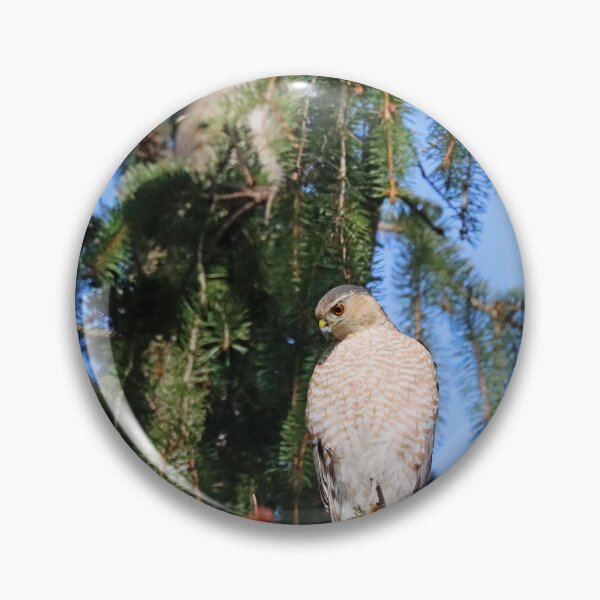 Item preview, Sharp Shinned Hawk Focused On Intruder Below designed and sold by Deb Oppermann.