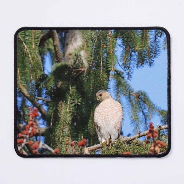 Item preview, Sharp Shinned Hawk Focused On Intruder Below designed and sold by Deb Oppermann.
