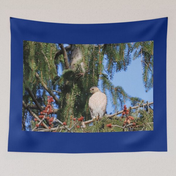Item preview, Sharp Shinned Hawk Focused On Intruder Below designed and sold by Deb Oppermann.