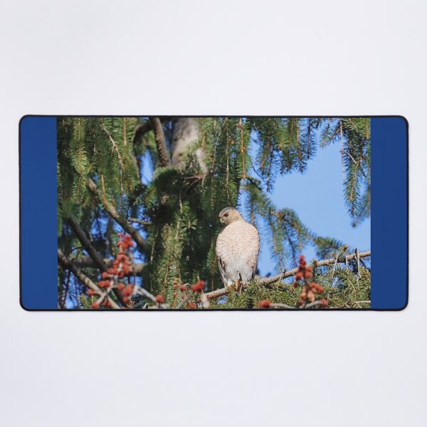 Item preview, Sharp Shinned Hawk Focused On Intruder Below designed and sold by Deb Oppermann.