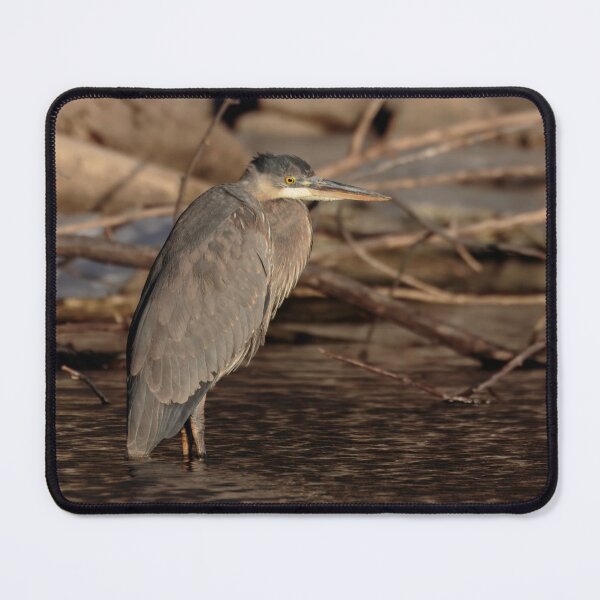 Item preview, Great Blue Heron 1-30-24 designed and sold by Thomasyoung.