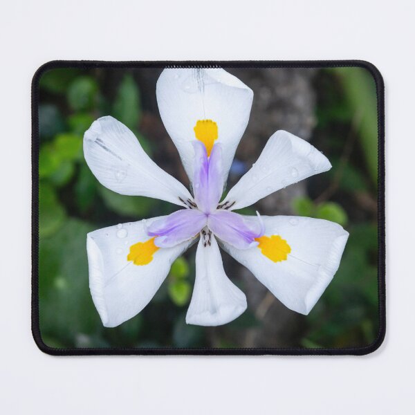 Item preview, African Iris Morea Dietes X102 designed and sold by RichFrancoCars.