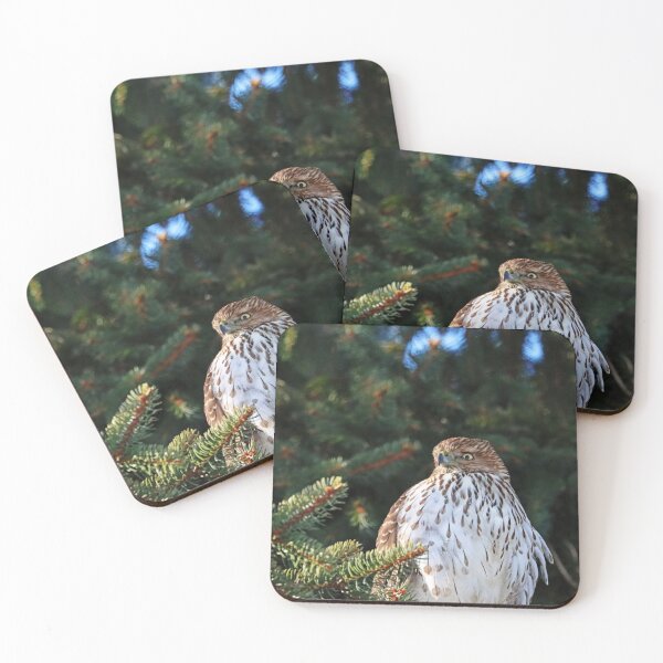 Item preview, Coopers Hawk Backyard Hunting designed and sold by Deb Oppermann.