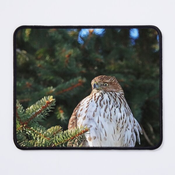 Item preview, Coopers Hawk Backyard Hunting designed and sold by Deb Oppermann.