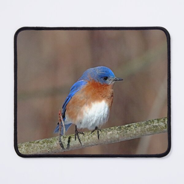 Item preview, Eastern Bluebird In Winter designed and sold by Deb Oppermann.