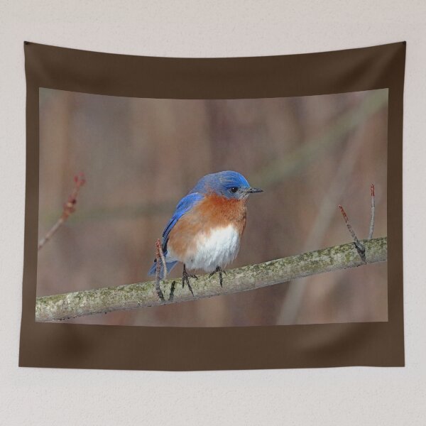 Item preview, Eastern Bluebird In Winter designed and sold by Deb Oppermann.