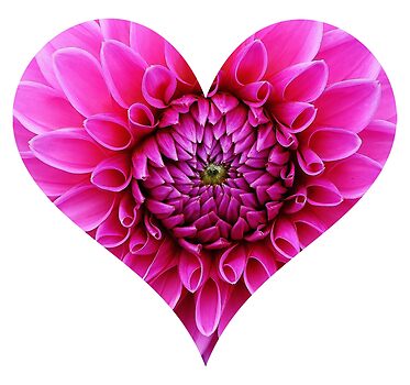 dahlia