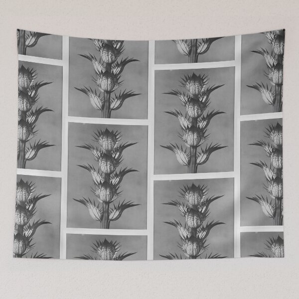 Item preview, "Urformen der Kunst" by Karl Blossfeldt (1928) designed and sold by iwadesigns.