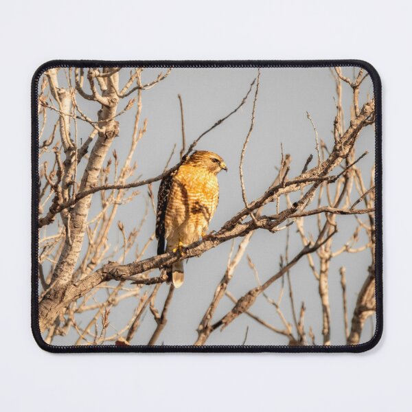 Item preview, Hawk Scanning For Prey designed and sold by Debra Martz.