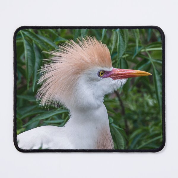 Item preview, Cattle Egret Portrait designed and sold by Your search is over, it’s here! .